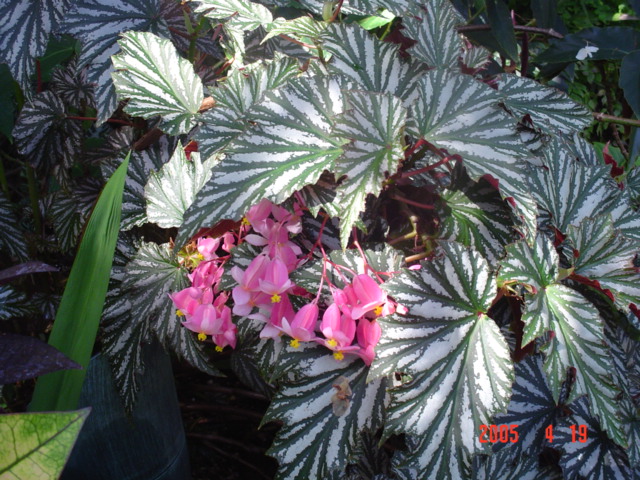 B. ‘Miniperba’